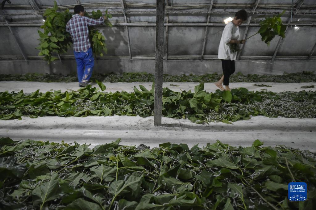 自助体验金8-88网站